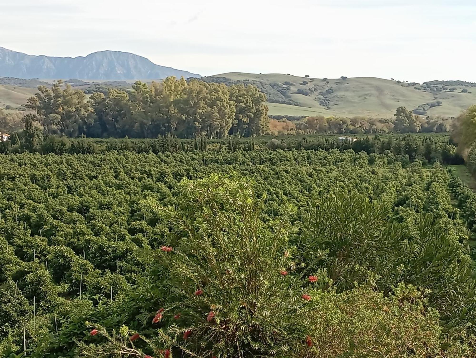 Los Dos Cedros San Pablo Eksteriør bilde